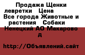 Продажа Щенки левретки › Цена ­ 40 000 - Все города Животные и растения » Собаки   . Ненецкий АО,Макарово д.